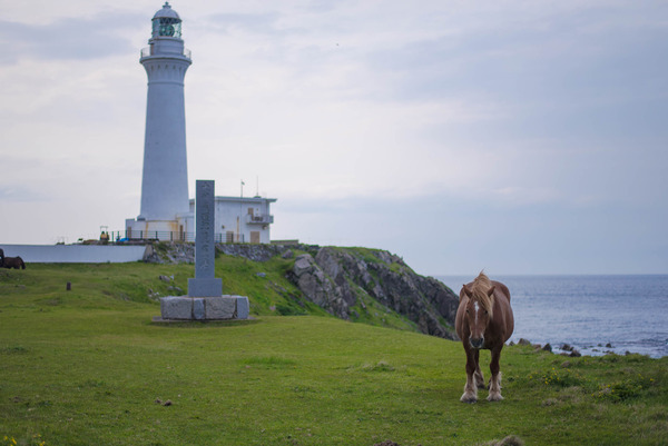 horse-20