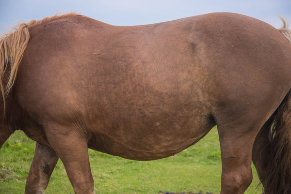 horse-9