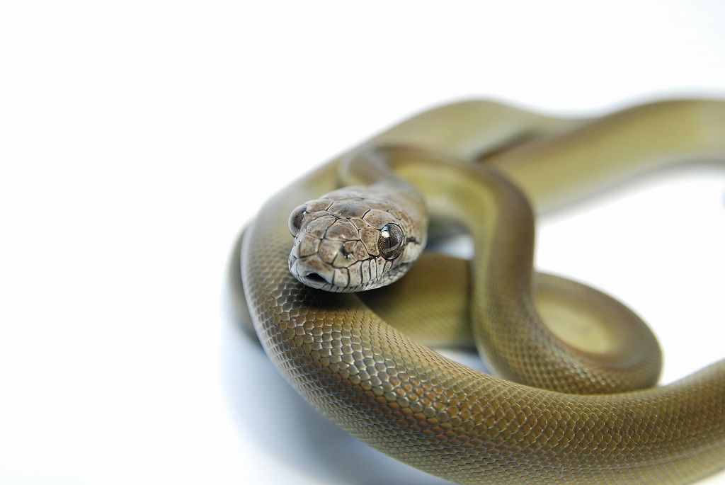夜に口笛を吹くとヘビが出る って迷信が広まったわけ 都市伝説が好き過ぎてヤバいブログ