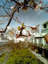 040329_1233~0001.JPG