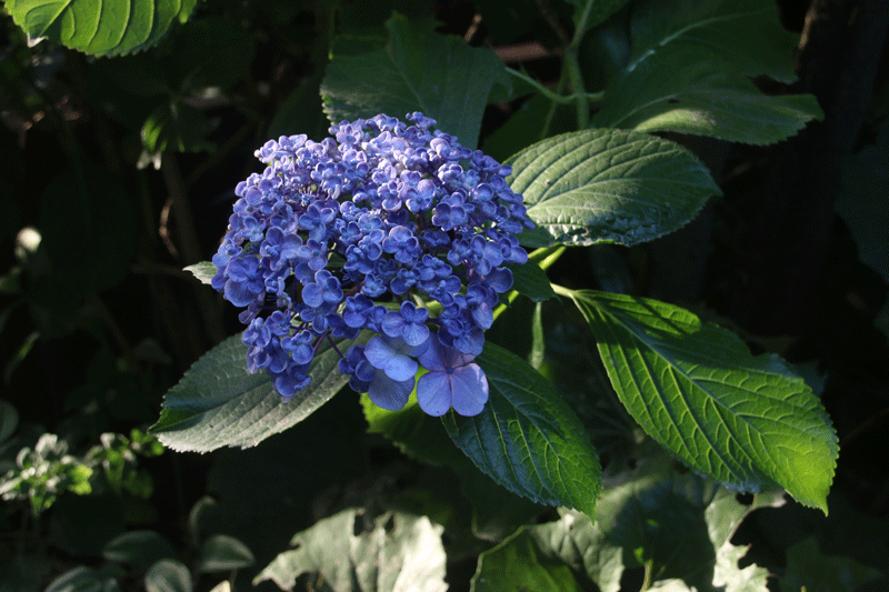 渦潮紫陽花 うずしおあじさい みみずく会