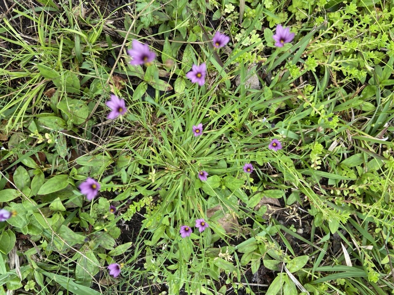 庭石菖 ニワセキショウ みみずく会