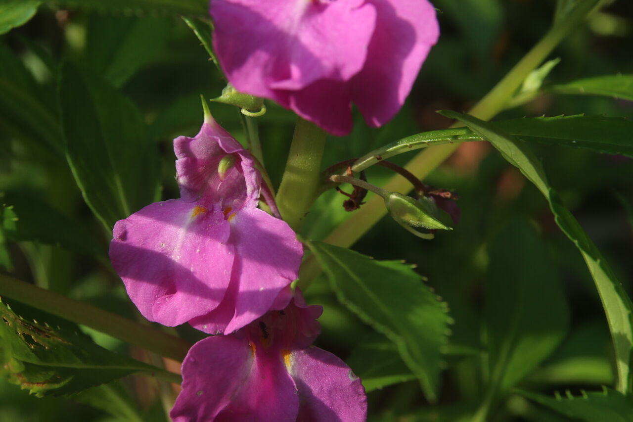鳳仙花 ほうせんか みみずく会 鳳仙花 ほうせんか みみずく会
