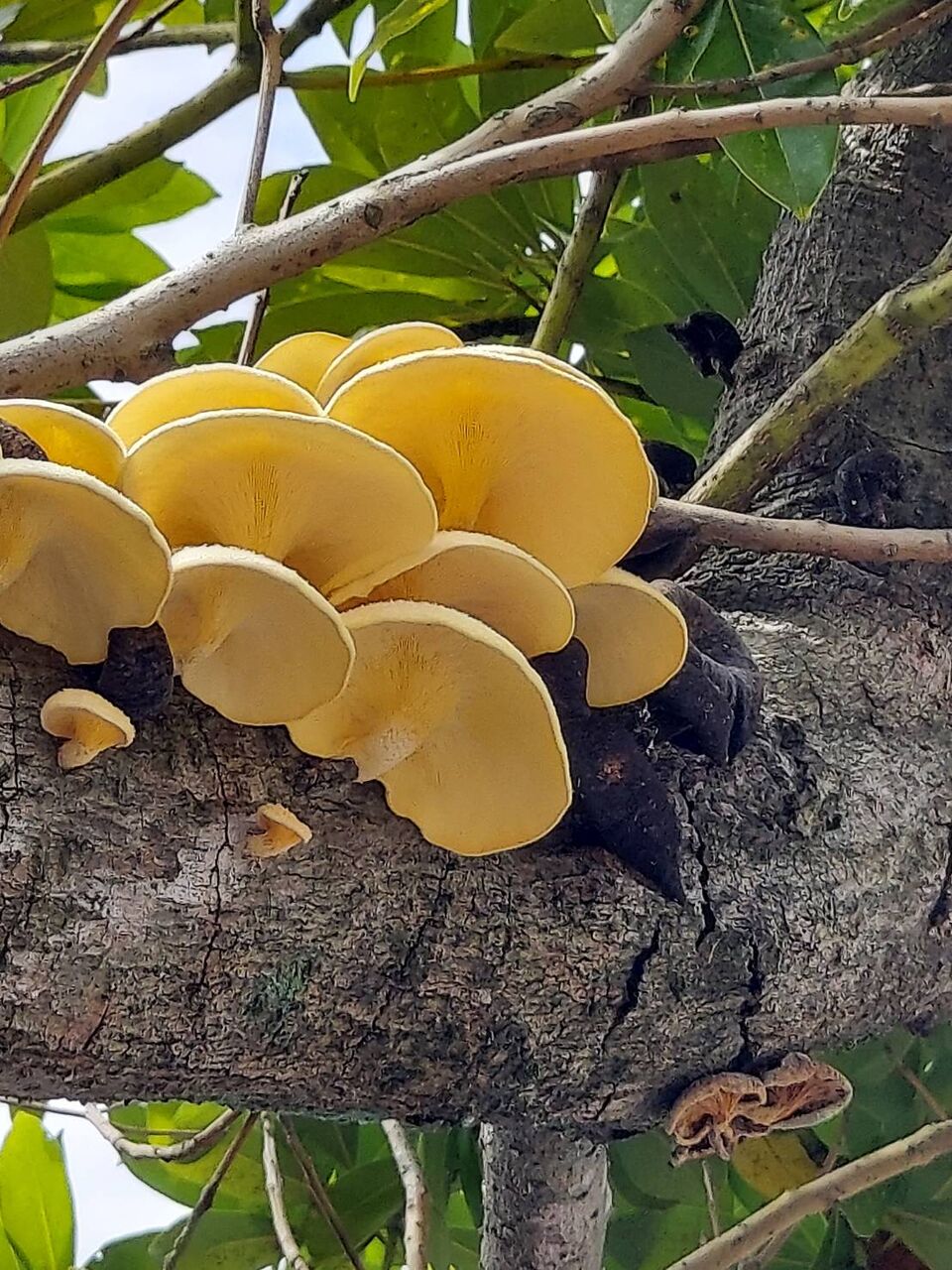 タモギタケ みみずく会