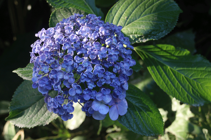 渦潮紫陽花 うずしおあじさい みみずく会