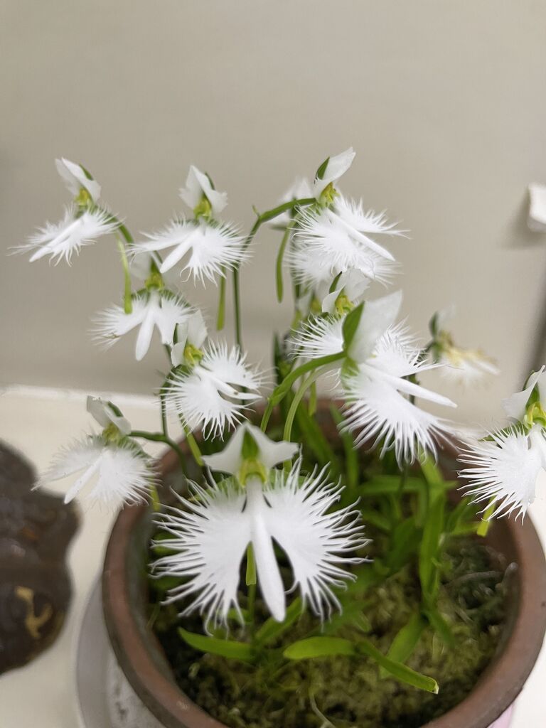 ８月２１日の誕生花 サギソウ みみずく会