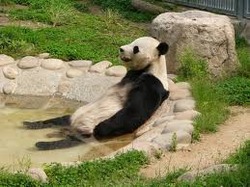 20110311_panda