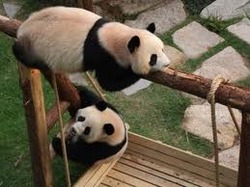 20110311_panda01