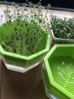 ブロッコリースプラウト栽培でダイエット 美肌 ガン予防 ナイナイアンサー 一緒に笑っちゃおう 失敗は成功の元