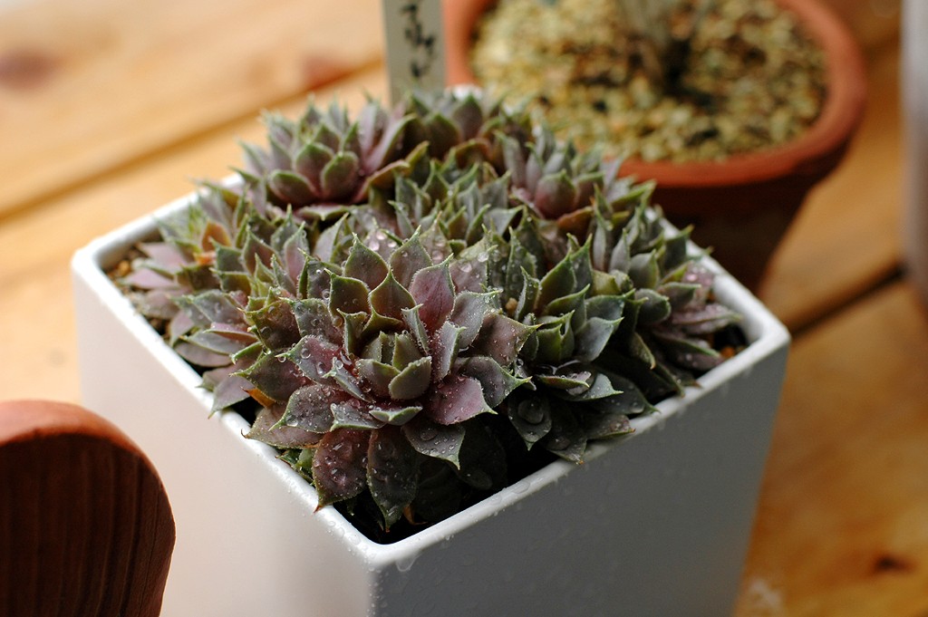 センペルについたナゾの白い虫むし Taniku Snap