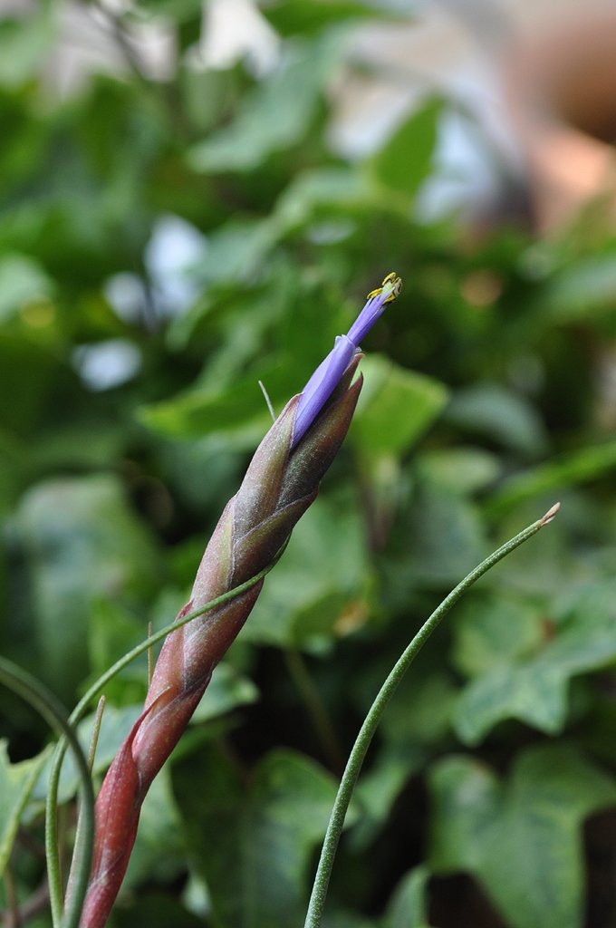 ブッツィーの花 二段咲き Taniku Snap