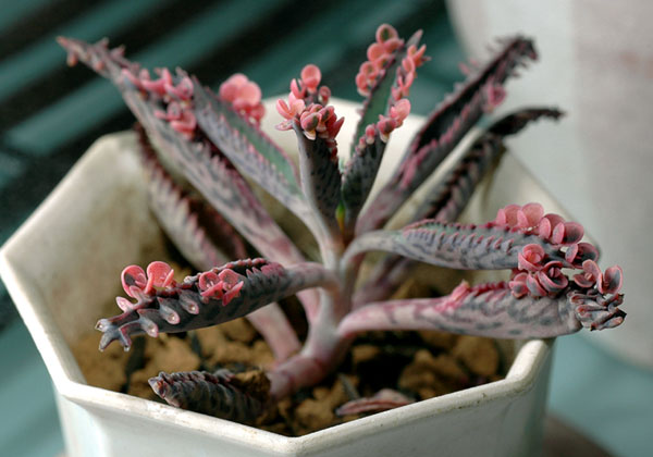 多肉紹介 不死鳥錦 Taniku Snap