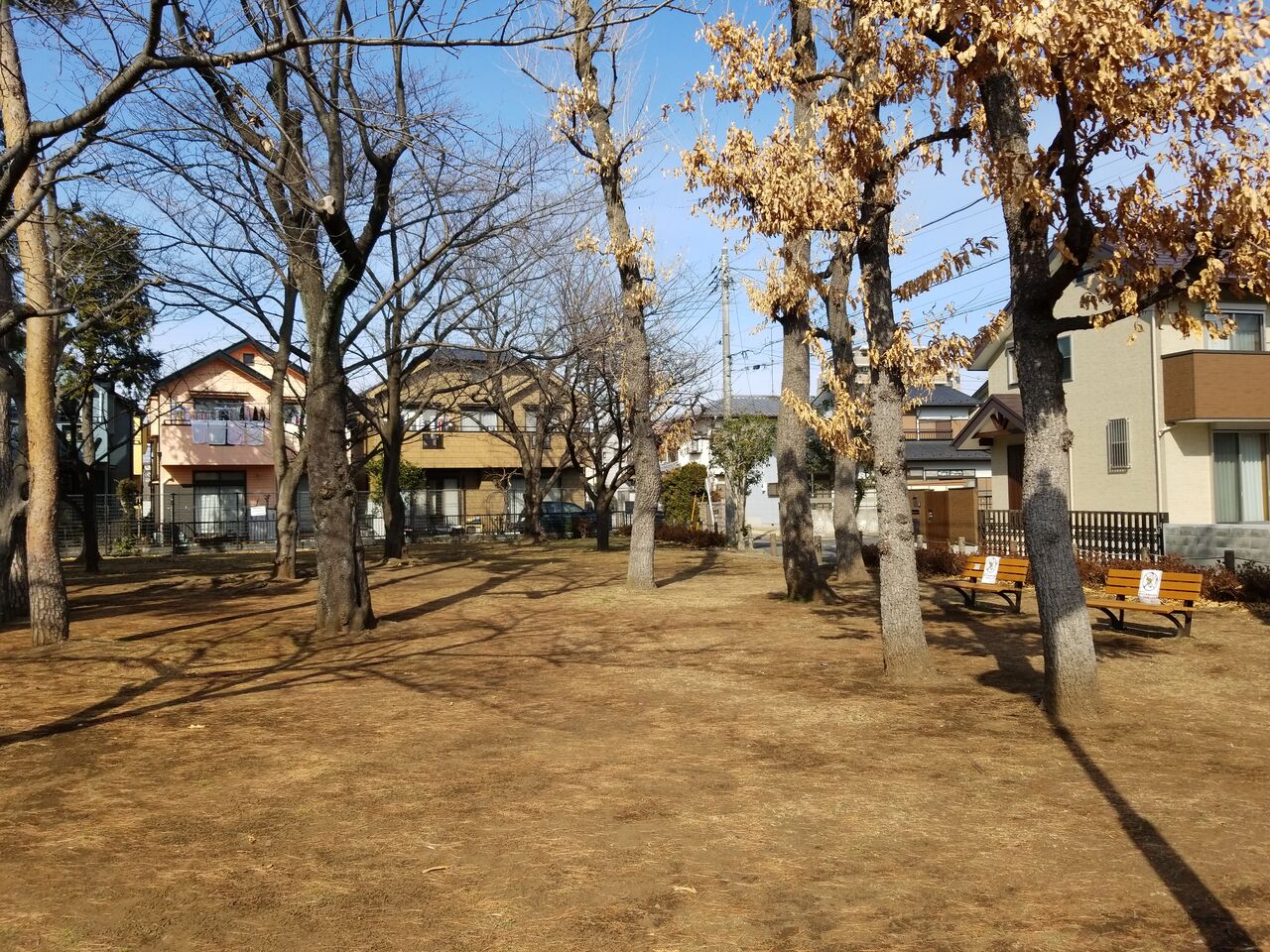 1220. あかまつ林(東京都府中市栄町二丁目) 東京公園行ってみる 1220. あかまつ林(東京都府中市栄町二丁目) 東京公園行ってみる