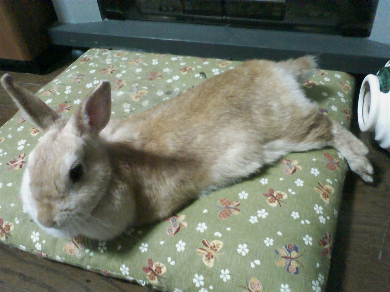 うさぎ日記 ミロとミモザの優雅な毎日 行儀の悪いうさぎ