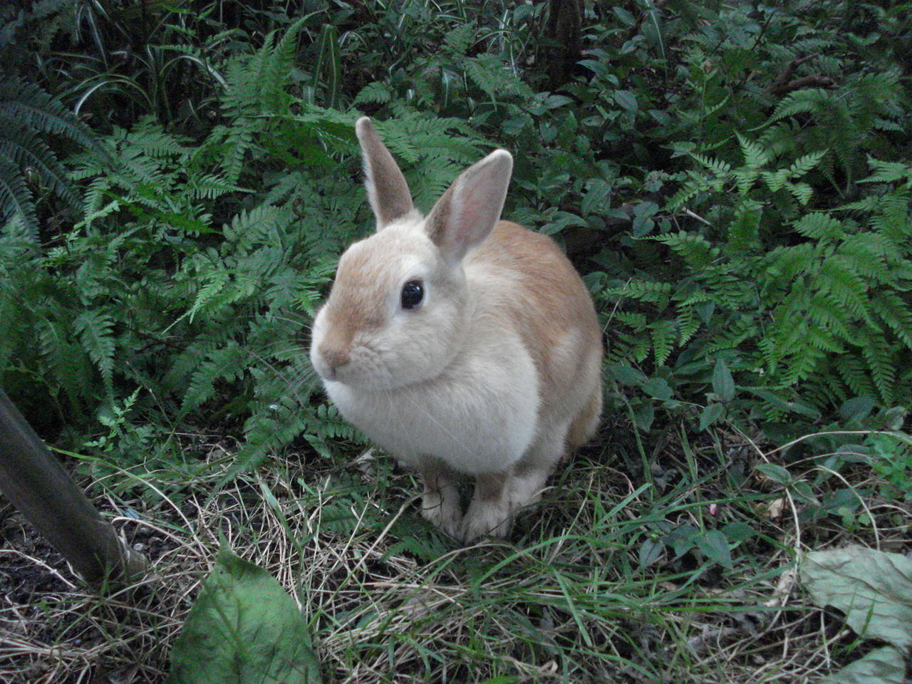 うさぎ日記 ミロとミモザの優雅な毎日 ミロのアルバム
