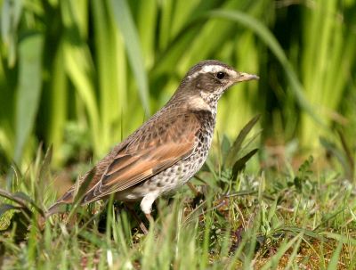 つぐみが来ました 大安雨 ダイアン レイン
