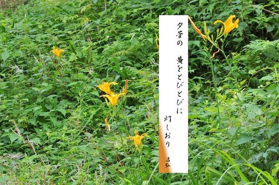 夕菅
