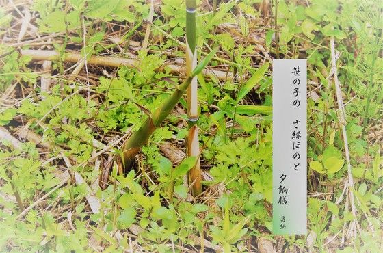 笹の子 昌弘フォト俳句