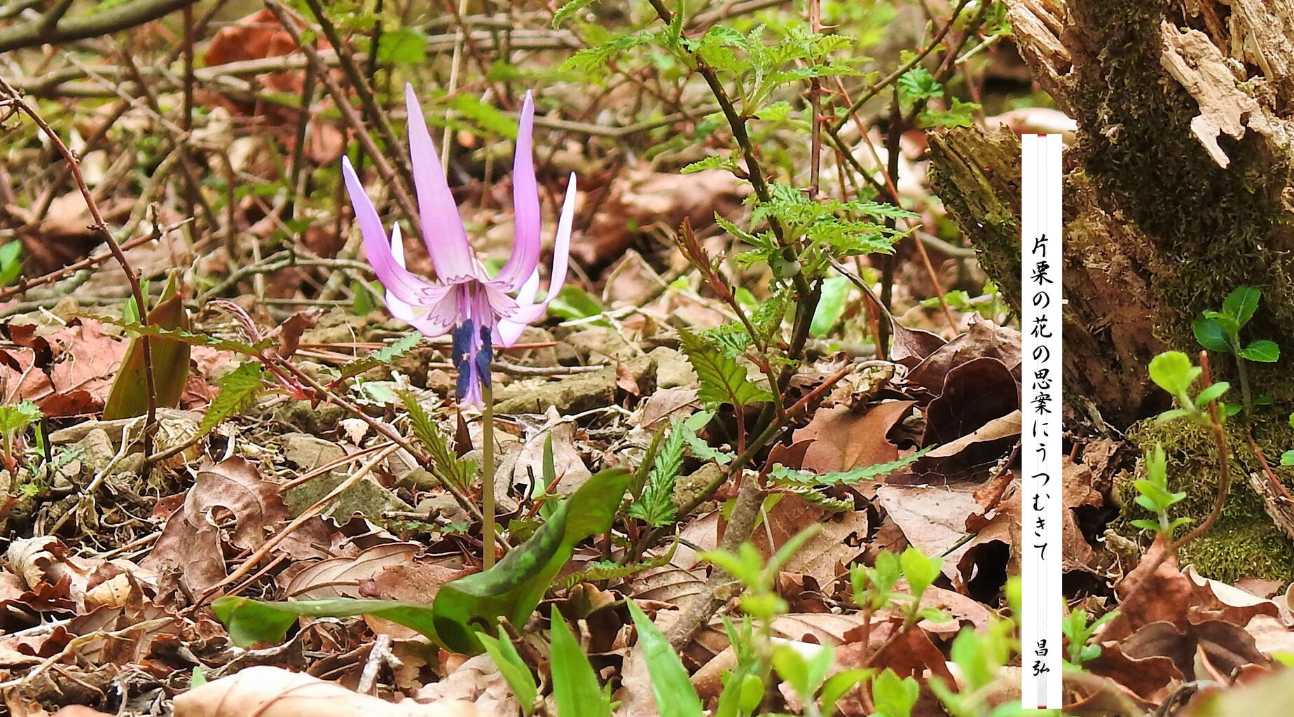 片栗の花 : 昌弘フォト俳句
