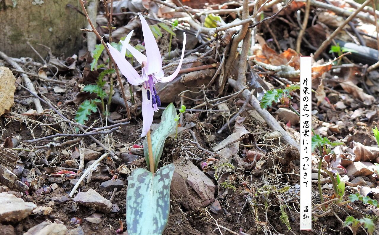 片栗の花 : 昌弘フォト俳句