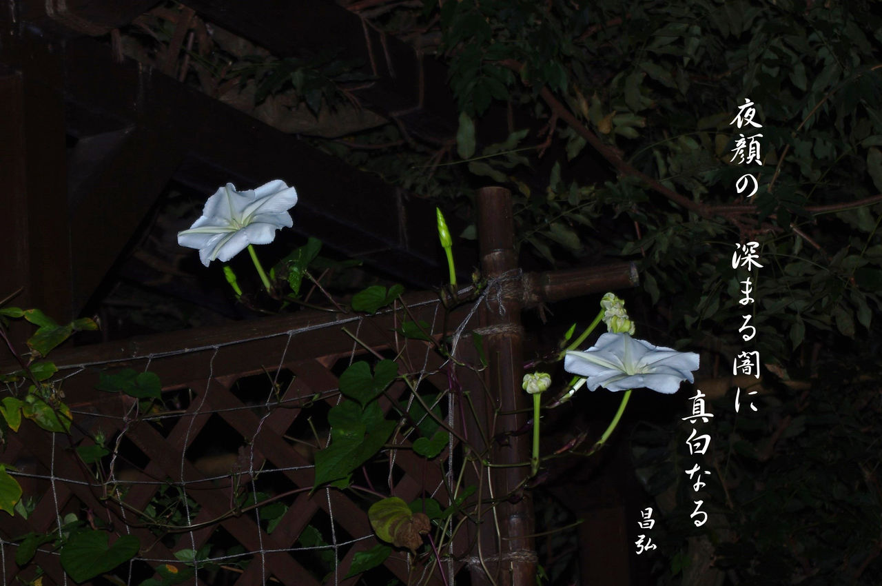よる が お – 夜顔 花言葉 – 夜顔(ヨルガオ)の育て方！種まきの時期と方法は？ – XLBOA