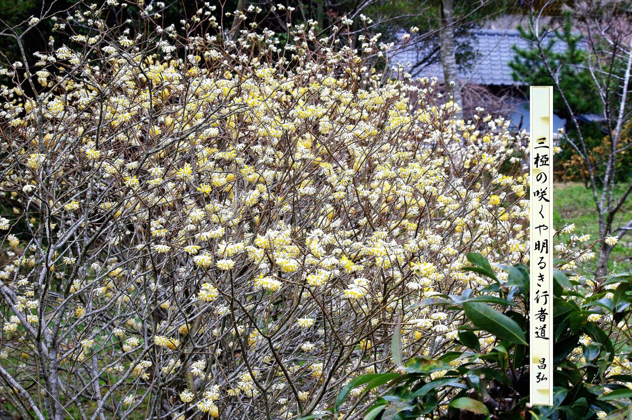 三椏の花 : 昌弘フォト俳句