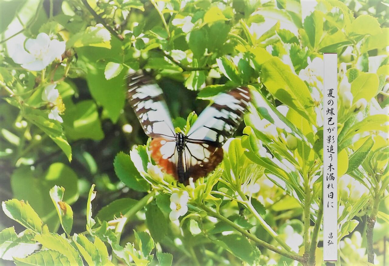 夏 の 蝶 俳句