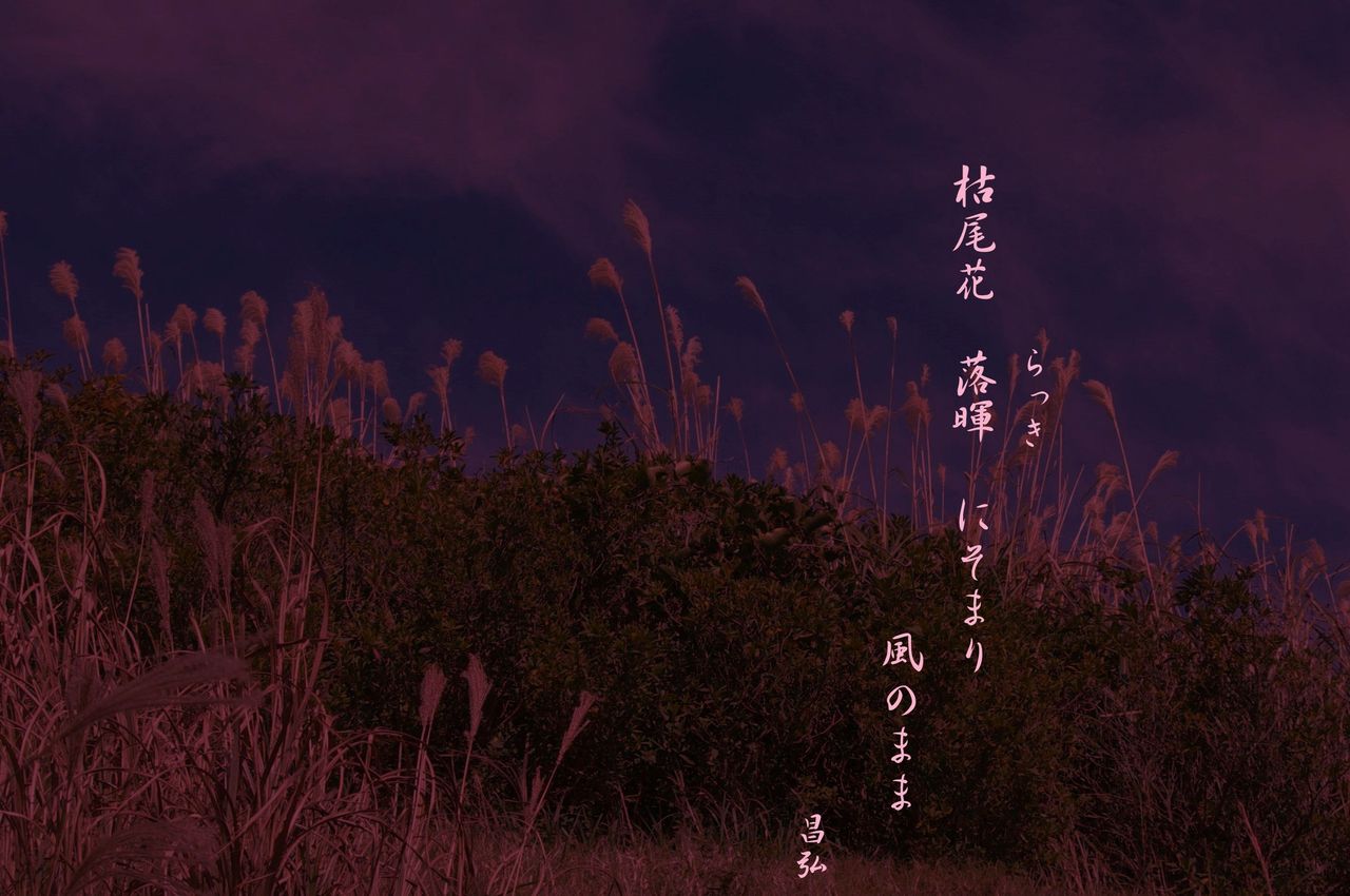 枯れ尾花 昌弘フォト俳句