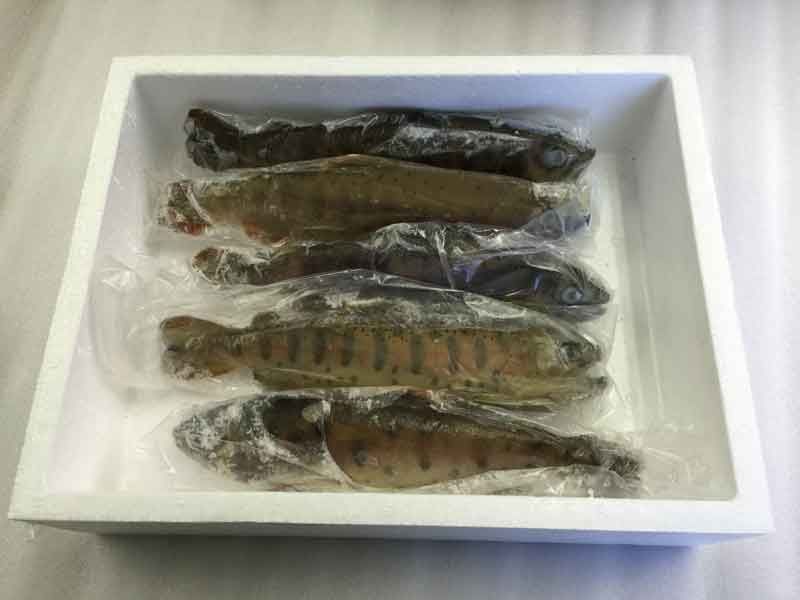 ヤマメ Cooking Food Ingredients