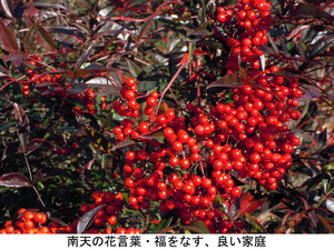 南天
