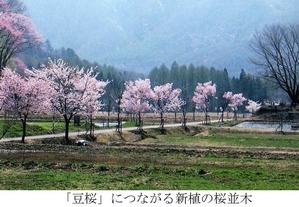 新植の桜並木