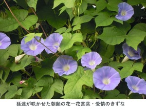 朝顔の花