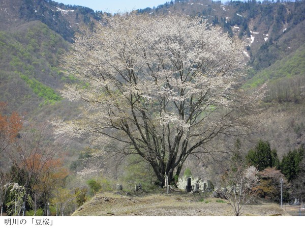 明川の豆桜