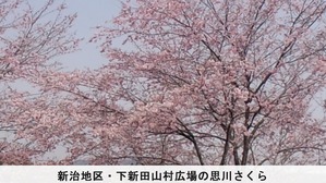 思川桜