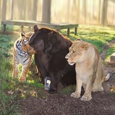 熊と虎とライオン