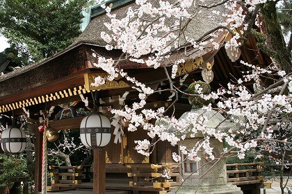 北野天満宮 白梅①