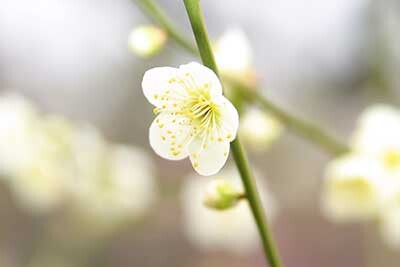 梅 白一輪 2016.1.17