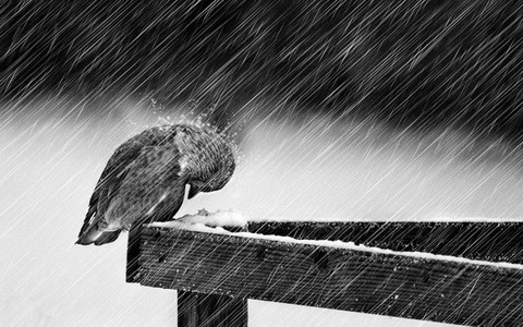 雨に打たれてる小鳥