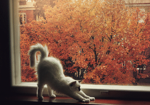 窓の外に紅葉、中に猫20141102