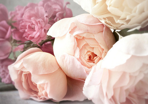 肌色っぽいピンクのバラの膨らみかけたつぼみがたくさん