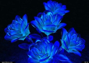 青いガラスのような花