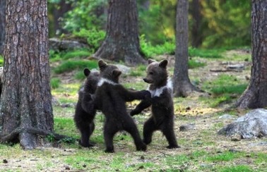 子熊3匹　森の中