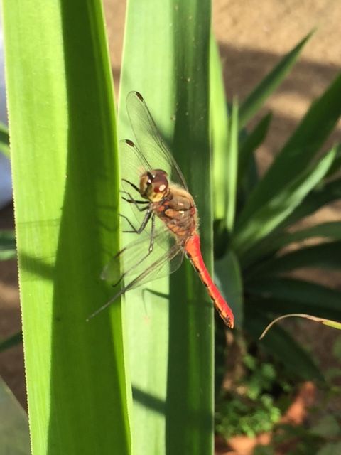 この指とまれ 平和のシンボル 赤とんぼ ミナキーの洒落と歌の日々