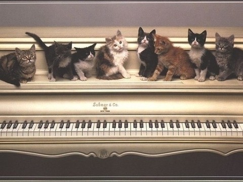 ピアノの上に８匹の猫