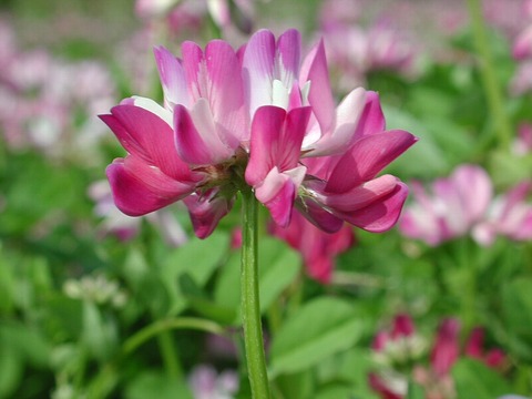 蓮華20140529