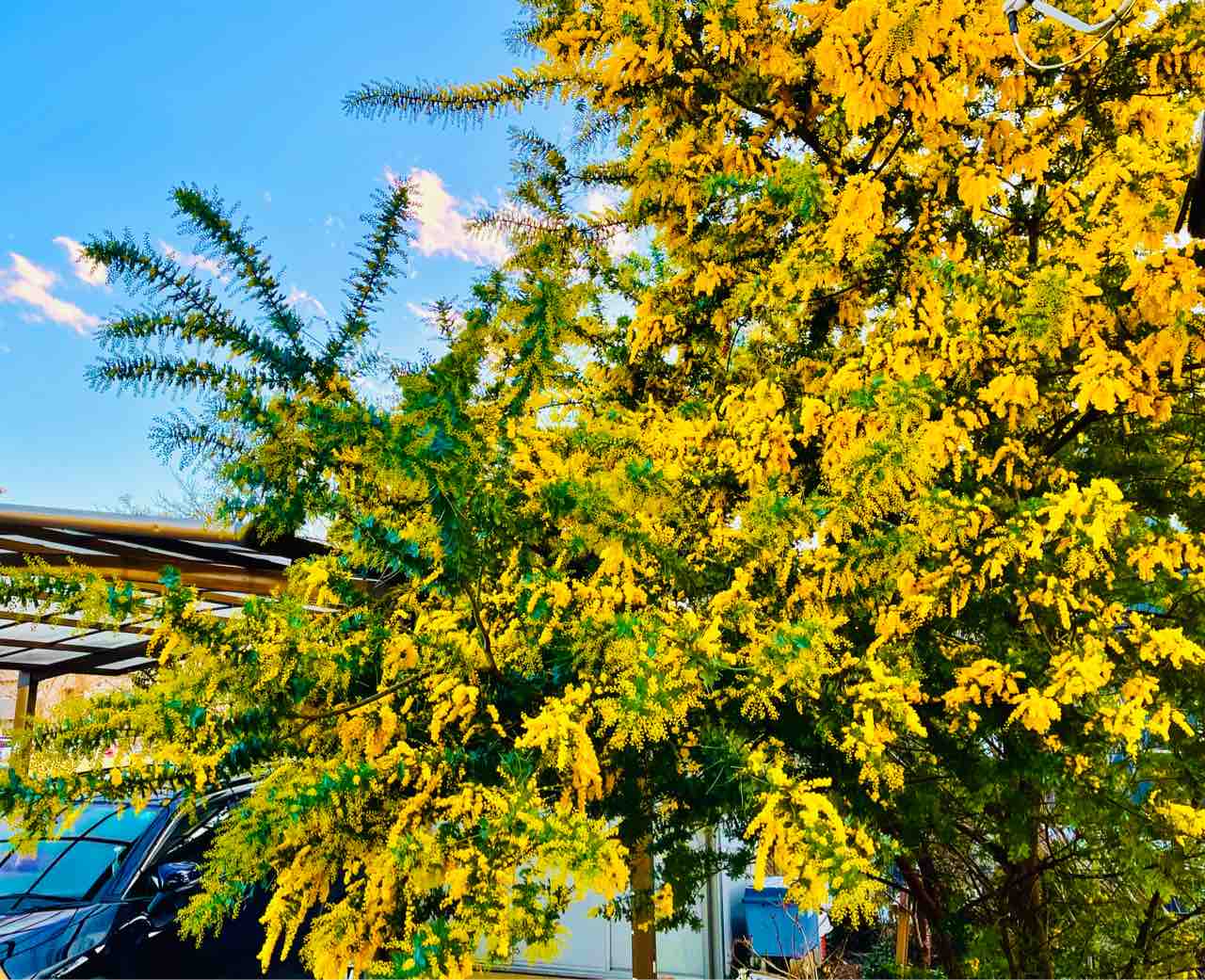 我が家のミモザが満開です 花粉症ではない涙目の原因は ミナキーの洒落と歌の日々
