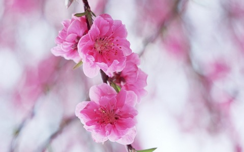 桜ぼかしデザイン20150314