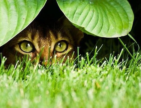 緑の大きな葉っぱを見るように草むらから顔を出す猫