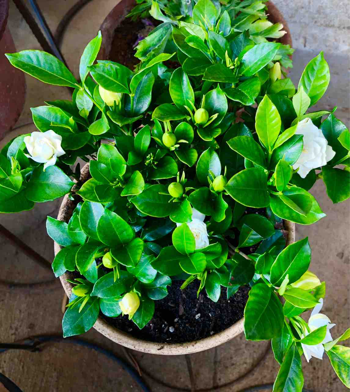 振り返りフォト日誌 4月9日 クチナシが咲きました ミナキーの洒落と歌の日々 振り返りフォト日誌 4月9日 クチナシが咲きました ミナキーの洒落と歌の日々