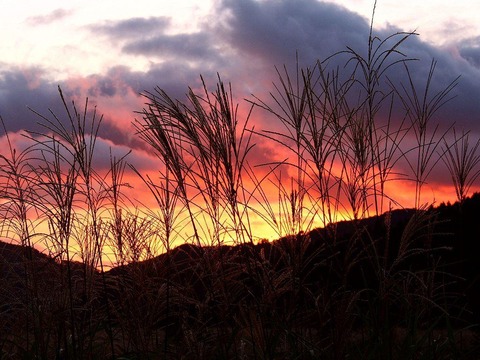 ススキ野原の夕焼け20140923